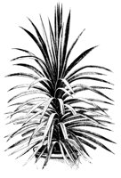 PLANTS29.PCX