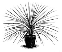 PLANTS27.PCX