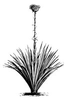 PLANTS26.PCX