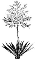 PLANTS22.PCX