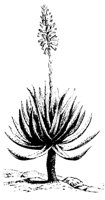 PLANTS16.PCX