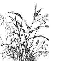 PLANTS07.PCX