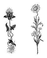 PLANTS04.PCX