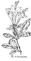 VISCOSUM.PCX