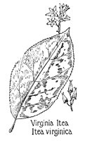 VIRGITEA.PCX