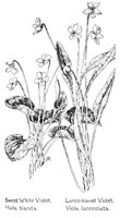 VIOLETS.PCX