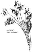 VIOLET3.PCX