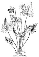 VIOLA5.PCX