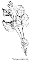 VIOLA4.PCX