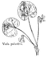 VIOLA3.PCX