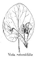 VIOLA2.PCX