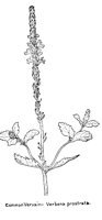 VERVAIN3.PCX
