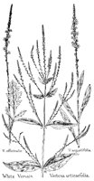 VERVAIN2.PCX