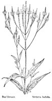 VERVAIN.PCX
