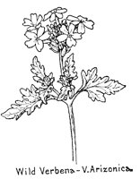 VERBENA1.PCX