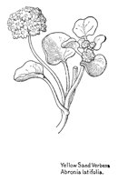 VERBENA.PCX