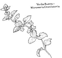 VERBA.PCX