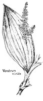 VERATRUM.PCX