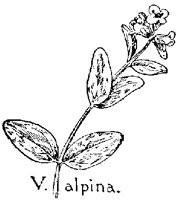VALPINA.PCX