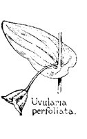 UVULARIA.PCX