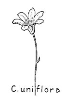 UNIFLORA.PCX