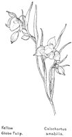 TULIPYEL.PCX