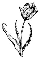 TULIP.PCX