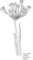TRITELIA.PCX