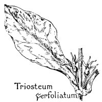 TRIOSTUM.PCX