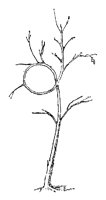 TREE.PCX