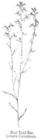 TOADFLAX.PCX