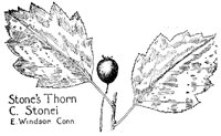 THORN5.PCX