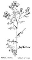 THISTLE2.PCX