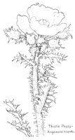 THISTLE.PCX