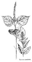 TEUCRIUM.PCX