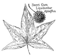 SWEETGUM.PCX