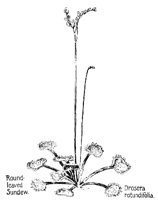 SUNDEW.PCX
