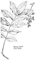 SUMAC.PCX