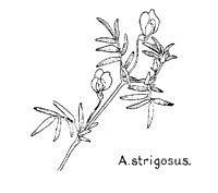 STRGOSUS.PCX