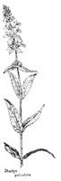 STACHYS.PCX