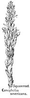 SQAWROOT.PCX