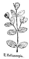 SPURGE.PCX