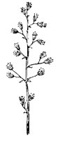 SPRIG.PCX