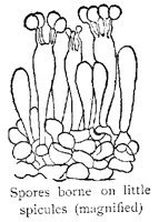SPORES.PCX