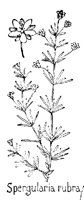 SPERGULA.PCX