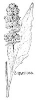 SPECIOSA.PCX