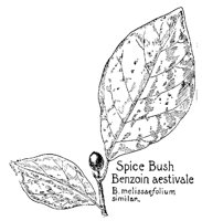 SPCEBUSH.PCX