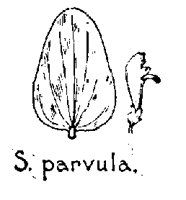 SPARVULA.PCX