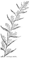 SOLIDAGO.PCX