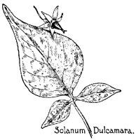 SOLANUM.PCX